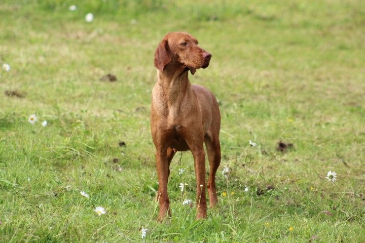 Olympe Des Clairières Brunes