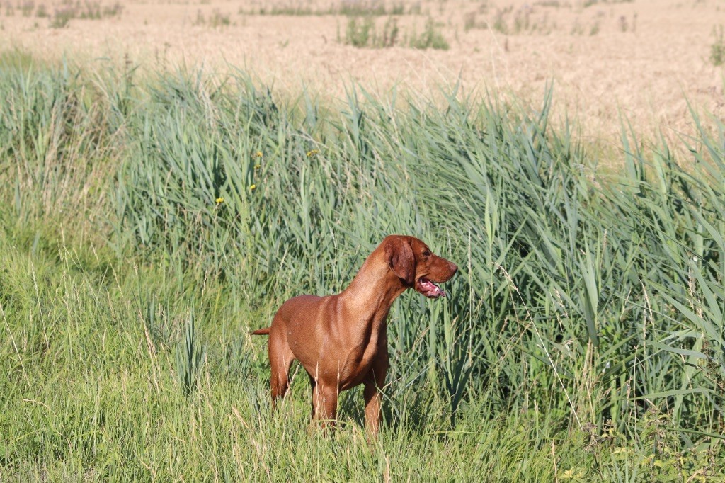 Voltige Des Clairières Brunes